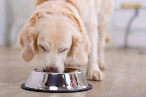 Nuestros consejos para alimentar a tu perro correctamente