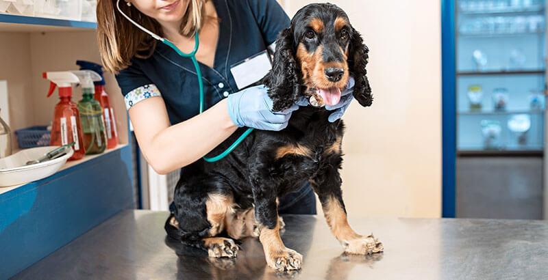 Preparando a tu perro para una visita al veterinario