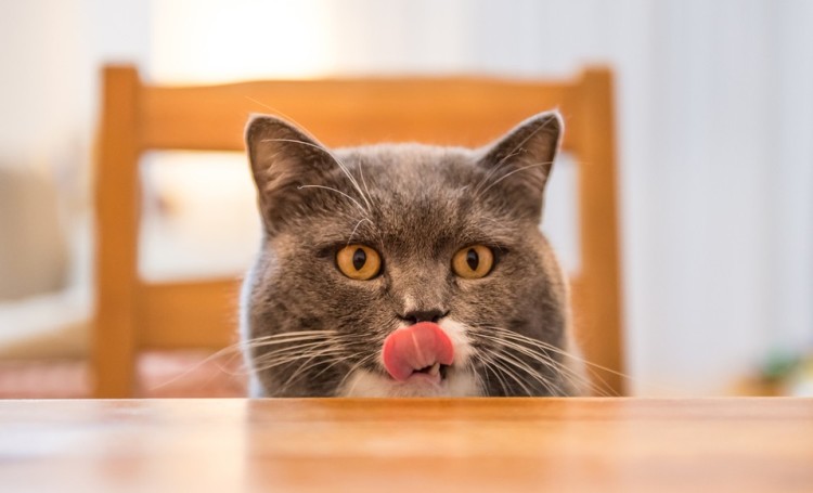 Qué alimentos son tóxicos para los gatos