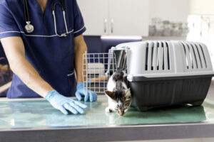 Tarifa veterinaria: ¿cuánto cuesta la atención? ¿Cuáles son los actos principales?