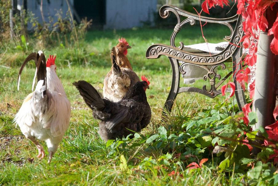 Tener un gallinero en tu jardín: ventajas y desventajas