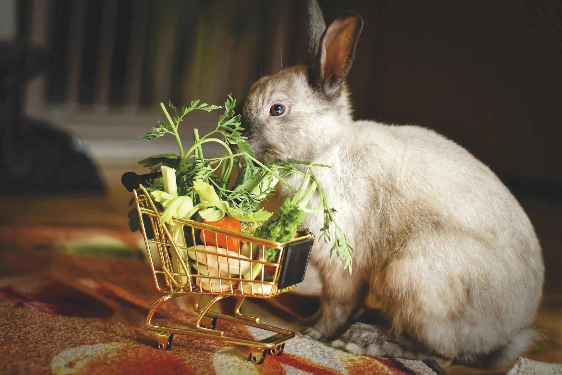 Todo lo que necesitas saber sobre el Conejo: Alimentación, cuidados, …