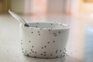 Use vinagre para repeler hormigas de manera efectiva