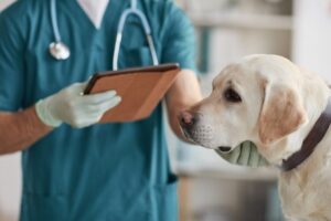 Veterinario: visitas imprescindibles para el perro