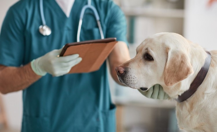 Veterinario visitas imprescindibles para el perro