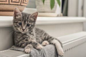 Adoptar un gato: lo que debes saber