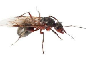 Repelentes: ¿cómo luchar contra las hormigas voladoras?