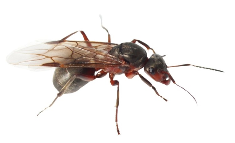 cómo luchar contra las hormigas voladoras