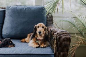 4 consejos para mantener a tu perro de vacaciones