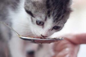 Nuestros consejos para aprender a alimentar bien a tu gato