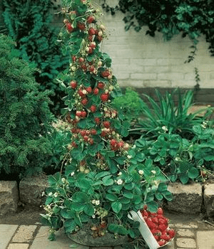 Plantar fresas en maceta