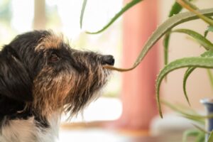 9 plantas no tóxicas para tus mascotas
